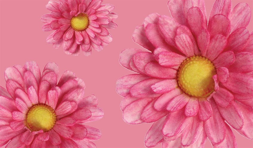 How To Make A Sugar Flower Daisy