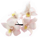 Singapore Orchid Cutters (Set Of 5)