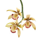 Small Cymbidium Orchid Cutter (Set Of 8)