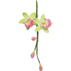 Cortadores de Orquídea de Acero Inoxidable, Tamaño Pequeño, Juego de 2