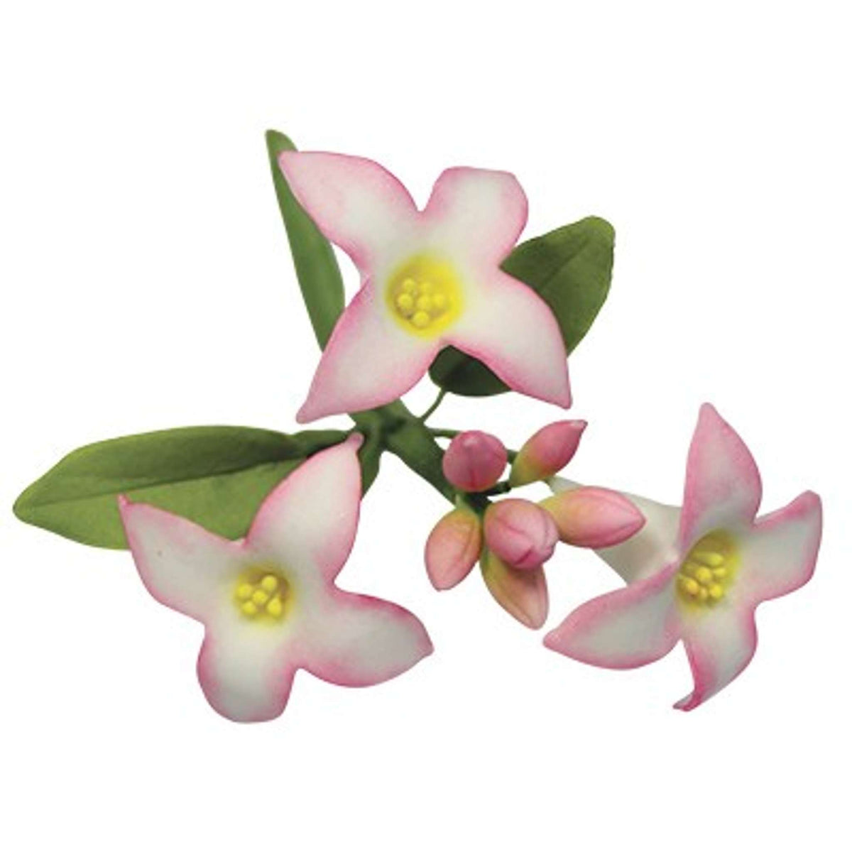 Emporte-pièces en acier inoxydable - Pétale de fleur de Daphne - Lot de 2