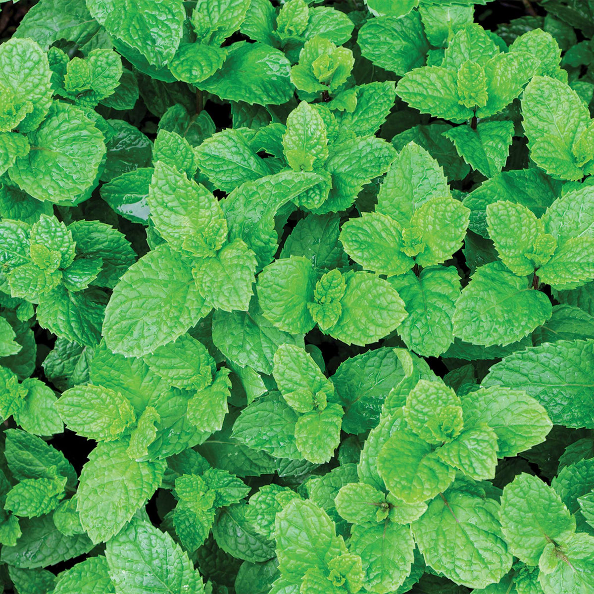 100% Natürliche Aromen - Pfefferminz (25ml)